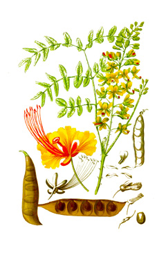 Caesalpinia spinosa Spiny Holdback, Tara